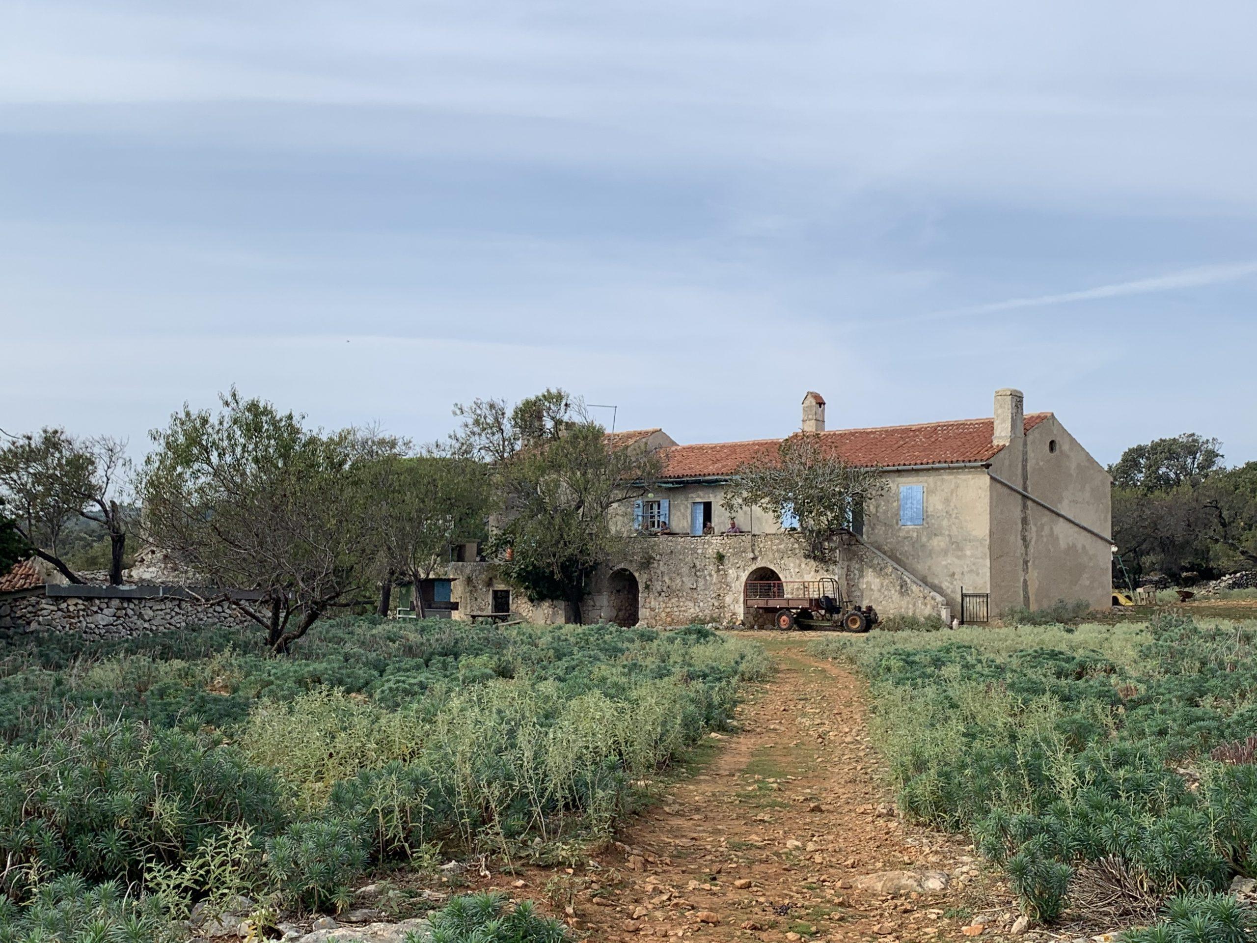 LOV NA JELENA LOPATARA – OTOK PLAVNIK, HRVATSKA