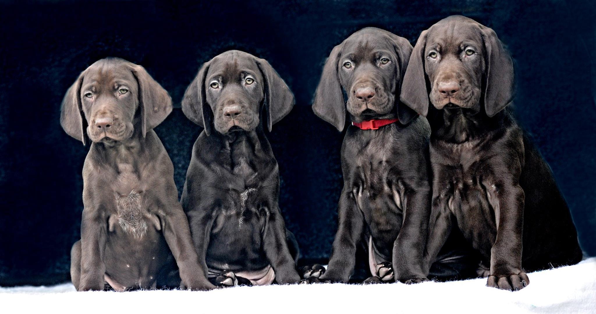 Mladiči Nemških kratkodlakih Ptičarjev