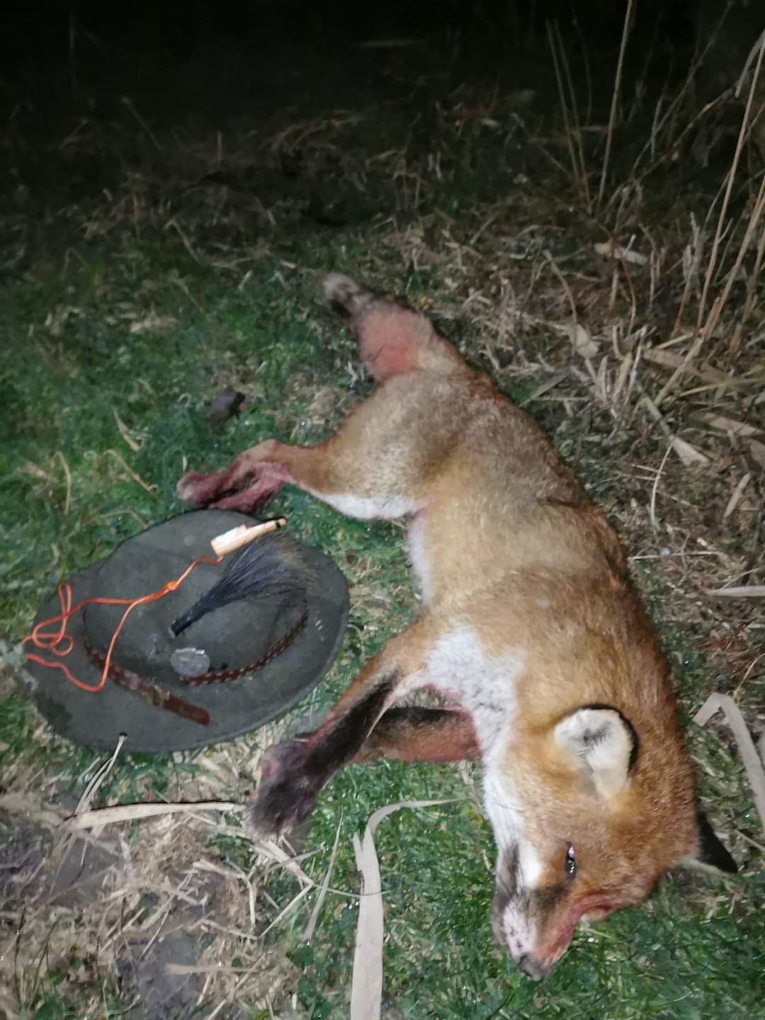 Piščalke za lisice in šakale