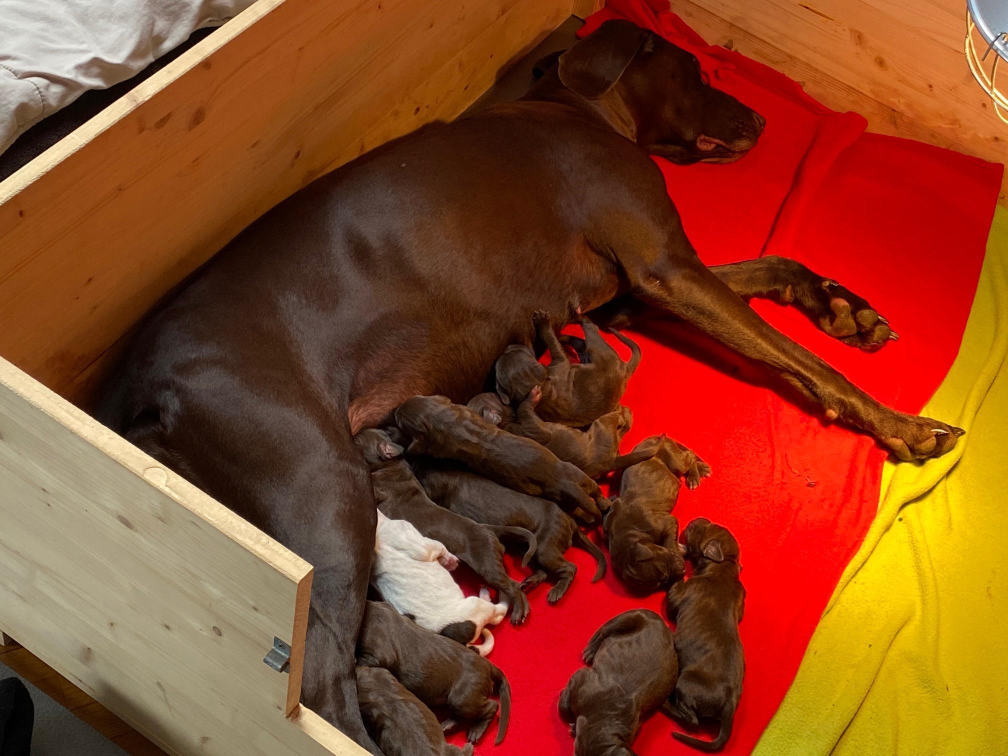 Mladiči Nemških kratkodlakih Ptičarjev