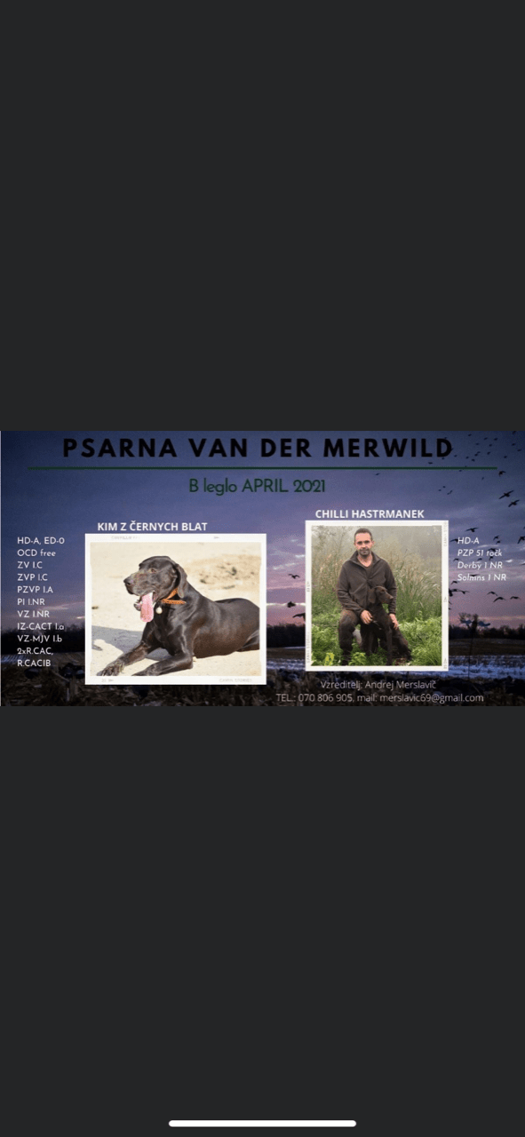 Mladiči Nemških kratkodlakih Ptičarjev