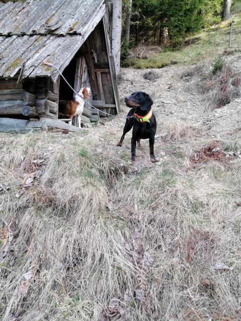 Prodam slovaški kopov