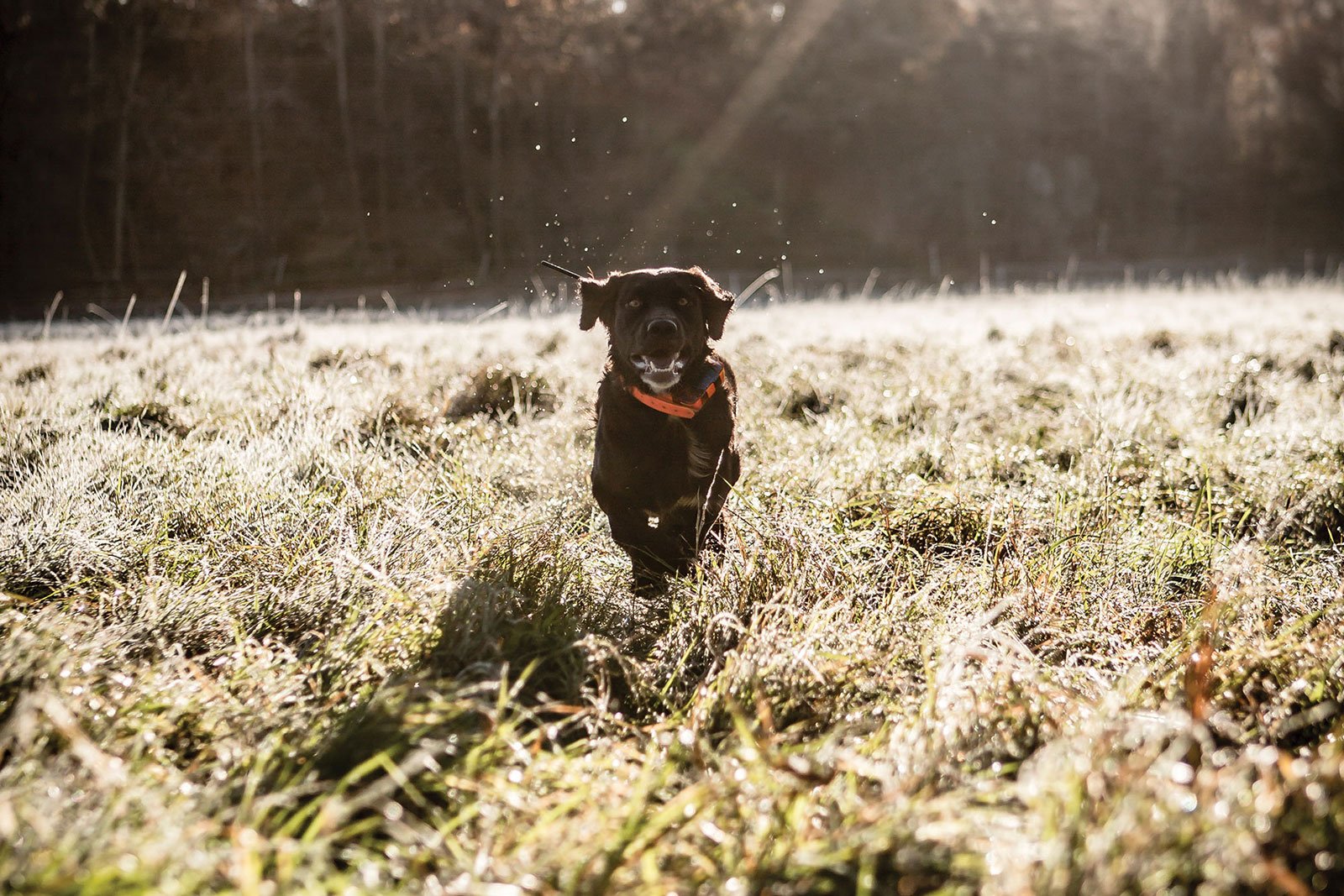 Garmin Alpha 100 TT15