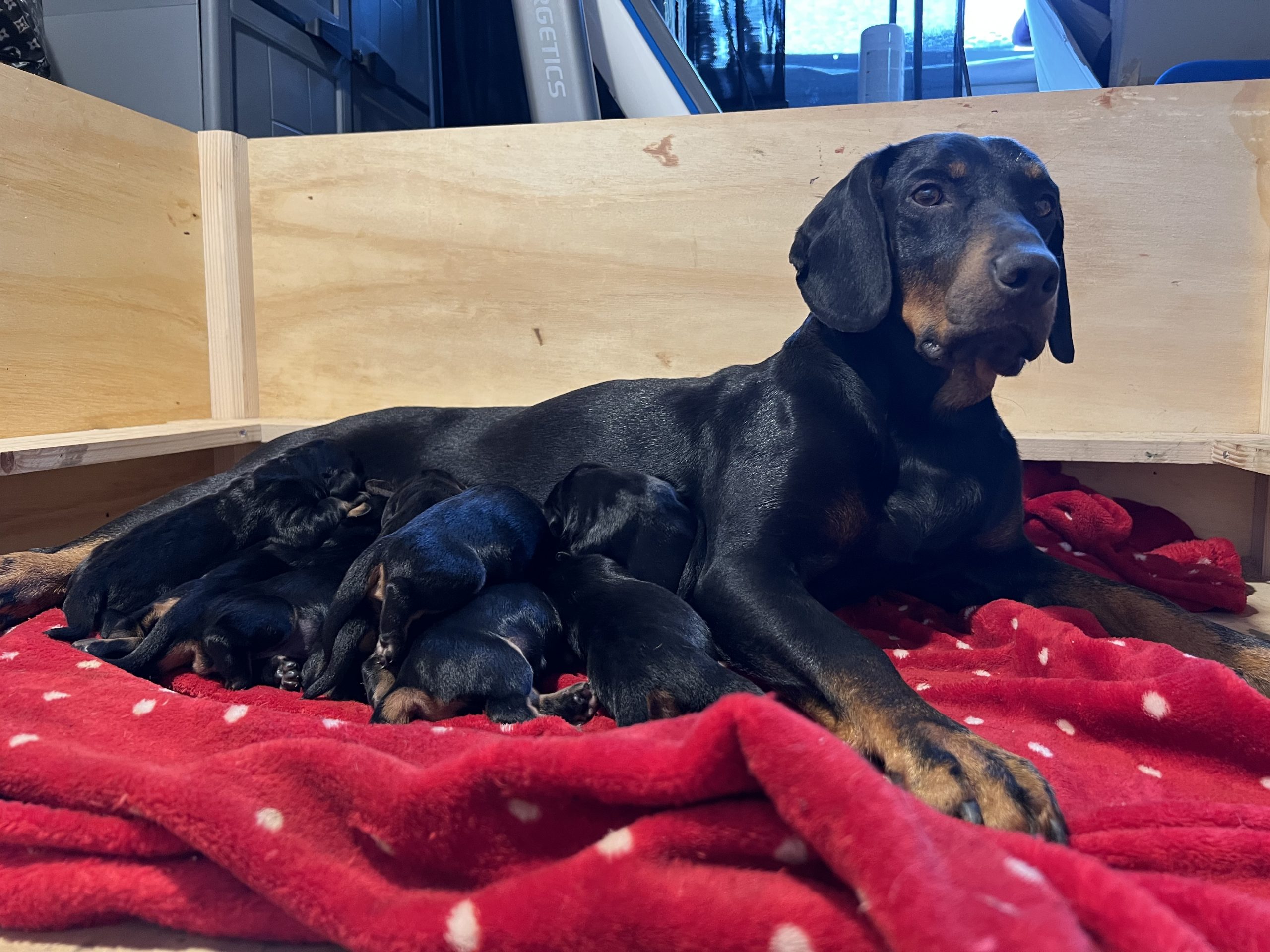 Mladiči SLOVAŠKI KOPOV