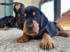 MLADIČI SLOVAŠKEGA KOPOVA