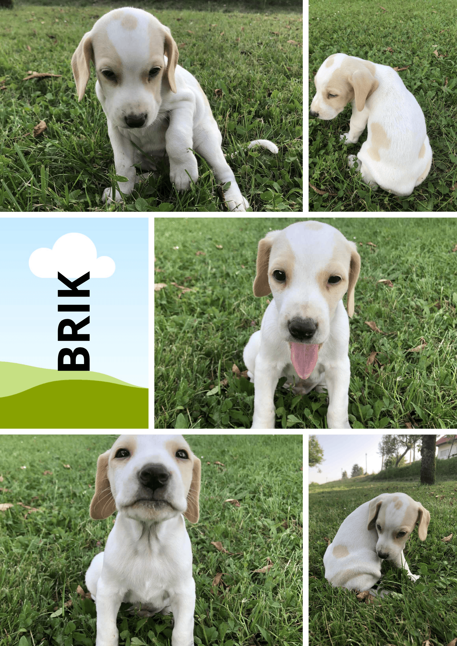 Mladiček istrski gonič – kratkodlaki (4 tedne)