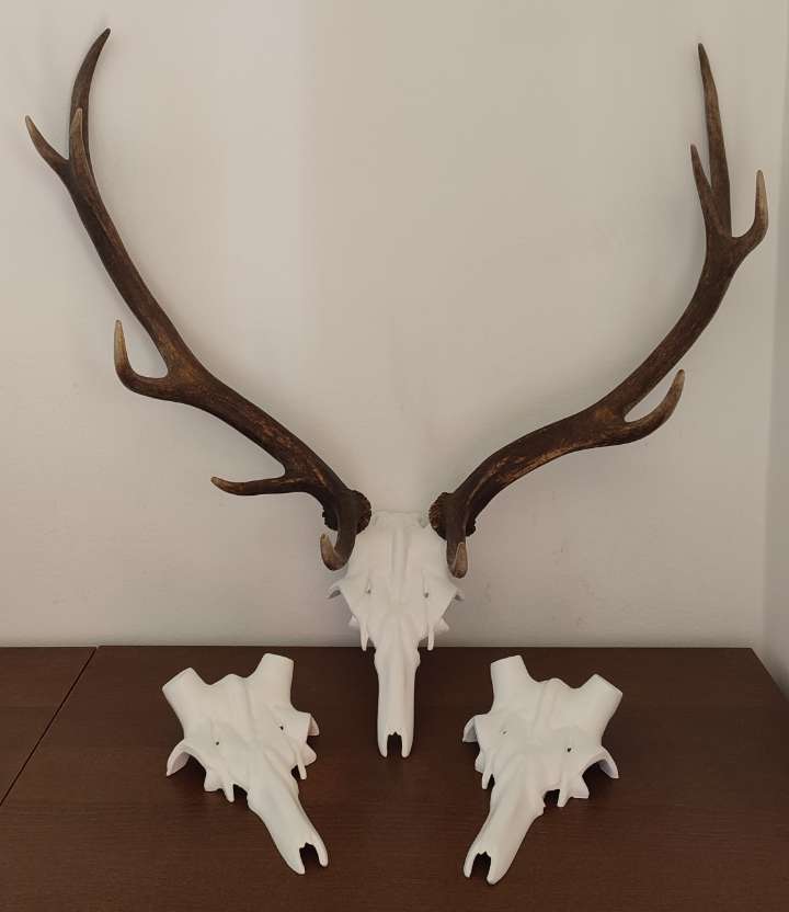 Lobanja jelena – trofeja za montažo rogovja