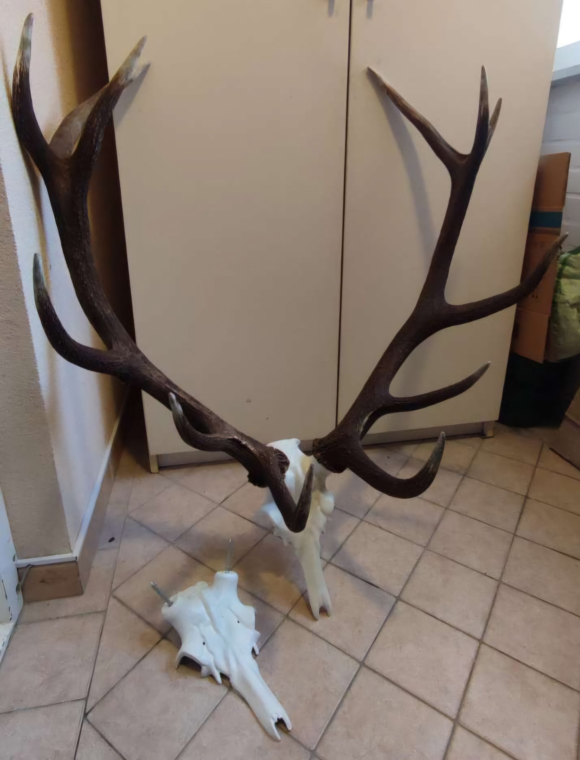 Lobanja jelena – trofeja za montažo rogovja