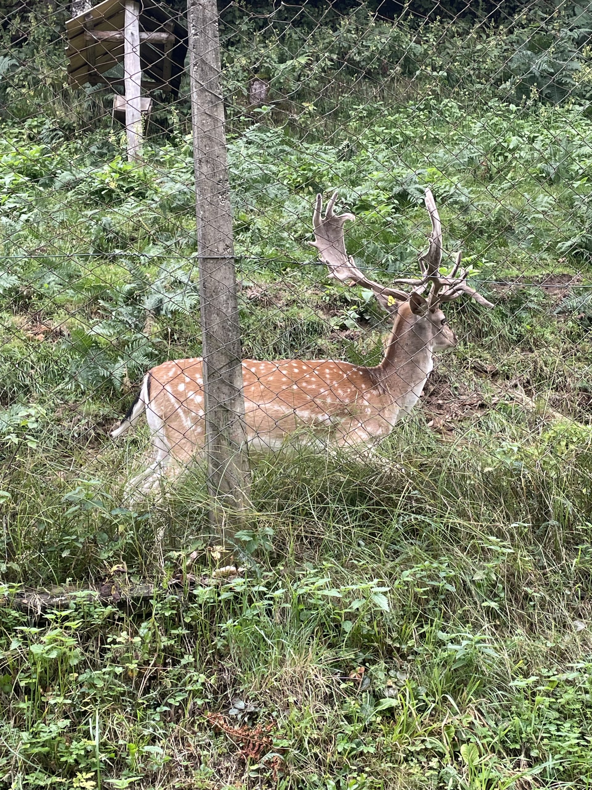 Kapitalni jelen damjak