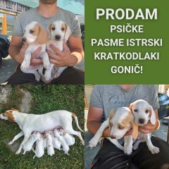 Podam-mladicke-1